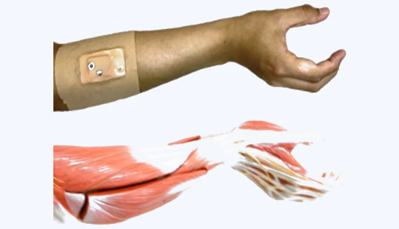 Human / Brain–Machine Interfaces